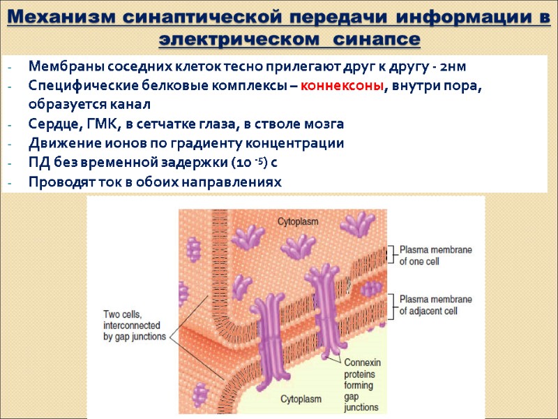 Механизм синаптической передачи информации в электрическом  синапсе Мембраны соседних клеток тесно прилегают друг